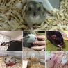 おかゆ30さん
