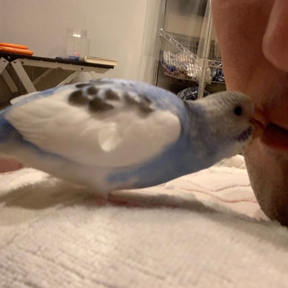 ピーちゃんのカバー写真