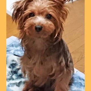 ヨークシャテリアのメルモちゃん