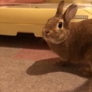 可愛いネザーランドです。