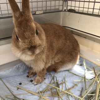 ネザーランド8歳の里親募集