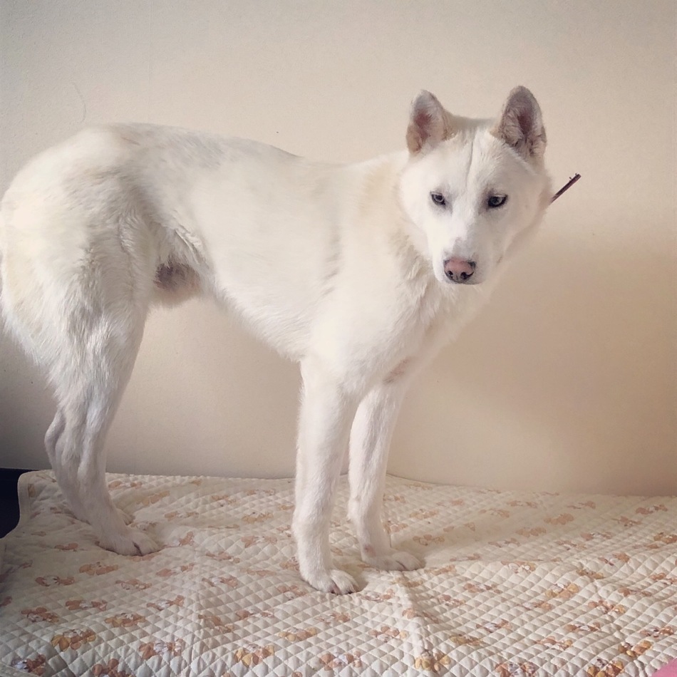 ヒロタニ リムのカバー写真