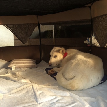 4日目の朝。やっとキャリーから出てきてくれました。