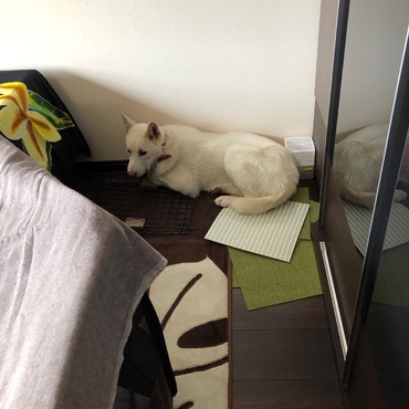 そのお昼、脱走……