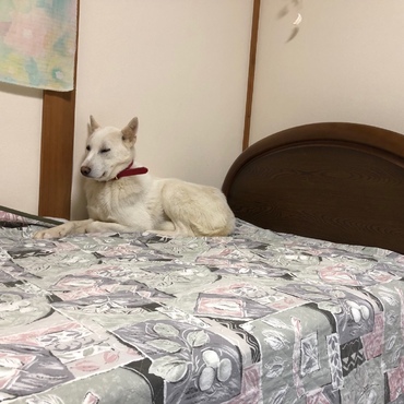 脱走から私のベットでくつろいだり、部屋中で用を足したりするので、ペットシーツを部屋中に敷きつめ、回収する毎日