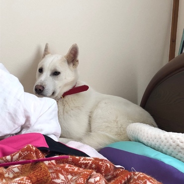 逃げたのは私のベット…。贈り物⌒