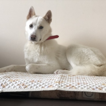 やっとこの低反発フカフカベットにも座ってくれました。