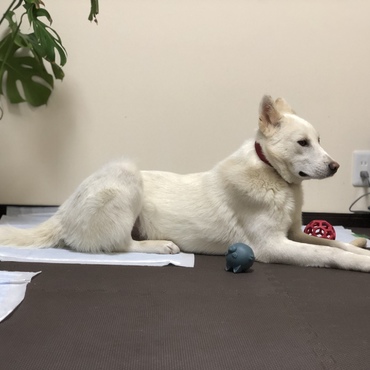 かわいいし、カッコイイんです