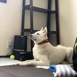 野犬のママになる