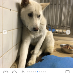 「野犬のママになる」サムネイル2