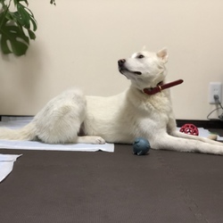 「野犬のママになる」サムネイル3