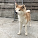 急募！秋田犬の女の子