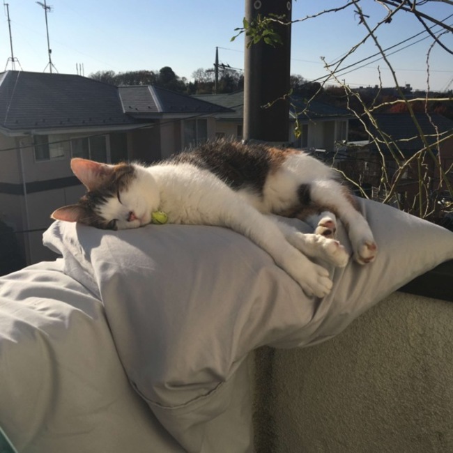 teruppiのカバー写真