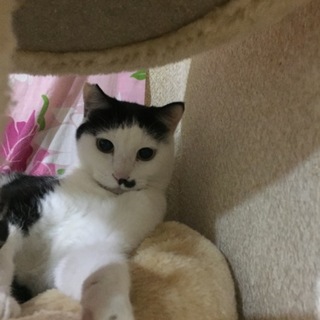 犬は大好き❤だけど、ビビリなニャンコ