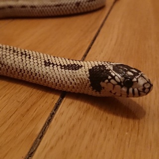 カリフォルニアキングスネークの里親を募集しています