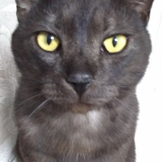 　グレー黒ミックスの男子　デレ助