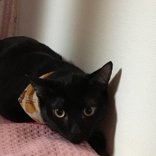 元気いっぱい黒猫　むさし