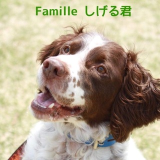 ブリタニーのしげる君 里親募集！