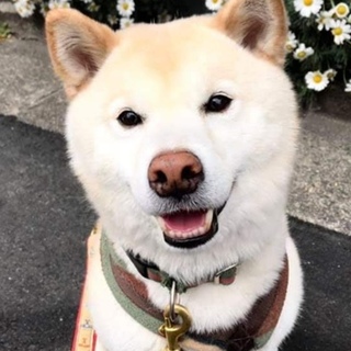 笑顔のかわいい まきわり 東京都 犬の里親募集 ペットのおうち 月間利用者150万人