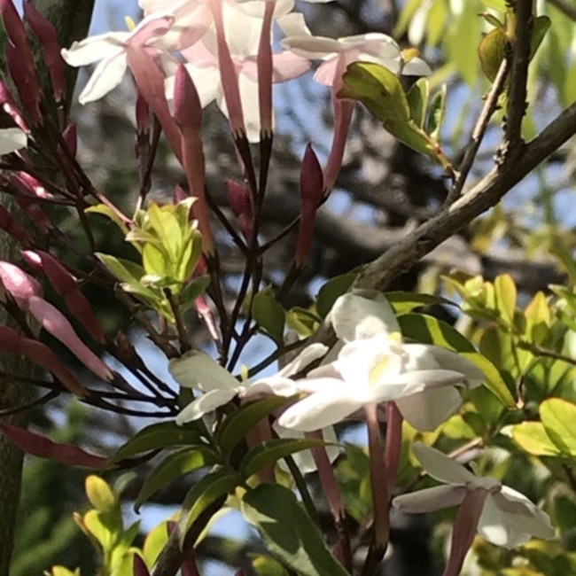 ニルグーノのカバー写真