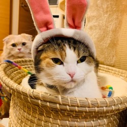 友達の猫に会いに行ってきました♪