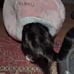 ビビ君、もらったベッドでお休み中zz