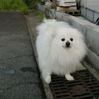 ポメラニアン　４歳　虚勢済み　オス