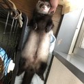 フェレットの里親探しています