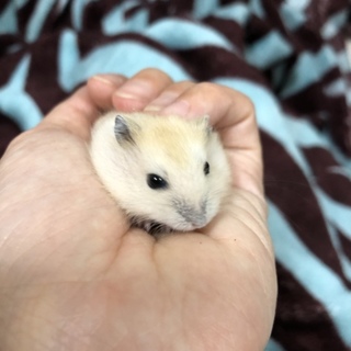 ジャンガリアンハムスター プディング♂