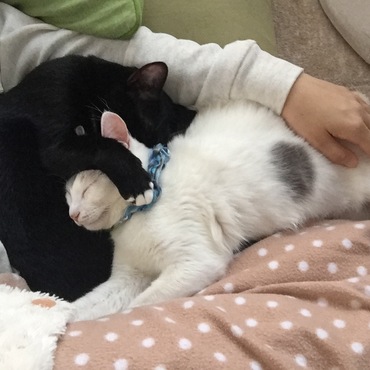 とびまるの写真