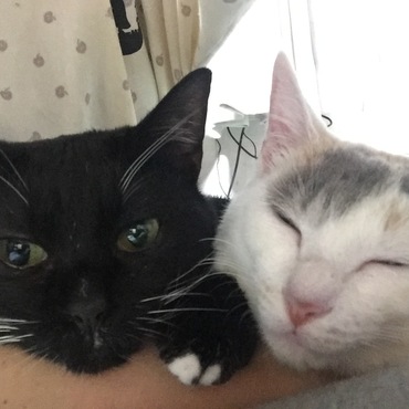 とびまるの写真