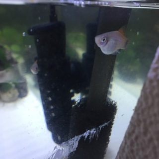 プラティの里親募集中！