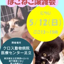 5/12 日曜日 ねこに優しい動物病院でのほごねこ譲渡会 サムネイル1