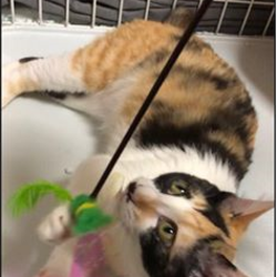 5/12 日曜日 ねこに優しい動物病院でのほごねこ譲渡会 サムネイル2