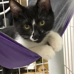 5/12 日曜日 ねこに優しい動物病院でのほごねこ譲渡会 サムネイル3