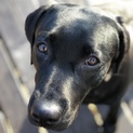 1歳3カ月黒ラブ♀