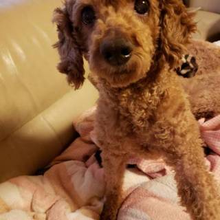 人懐っこい可愛い男の子です