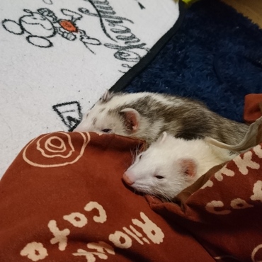 こたつでぬくぬく