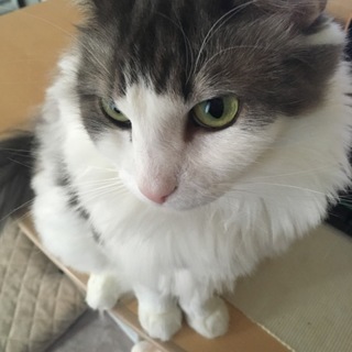 長毛で小柄なノルもこちゃん♀