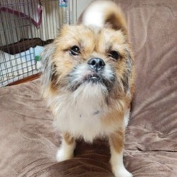 アニマルサポートわんわんわん譲渡会 サムネイル2