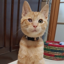 アニマルサポートわんわんわん譲渡会 サムネイル3