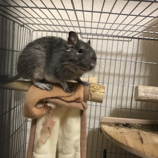 デグー2匹の里親を募集します！