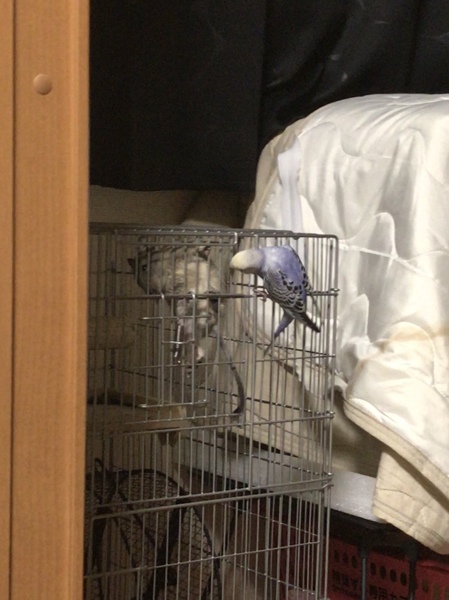 デグー2匹の里親を募集します！ サムネイル2