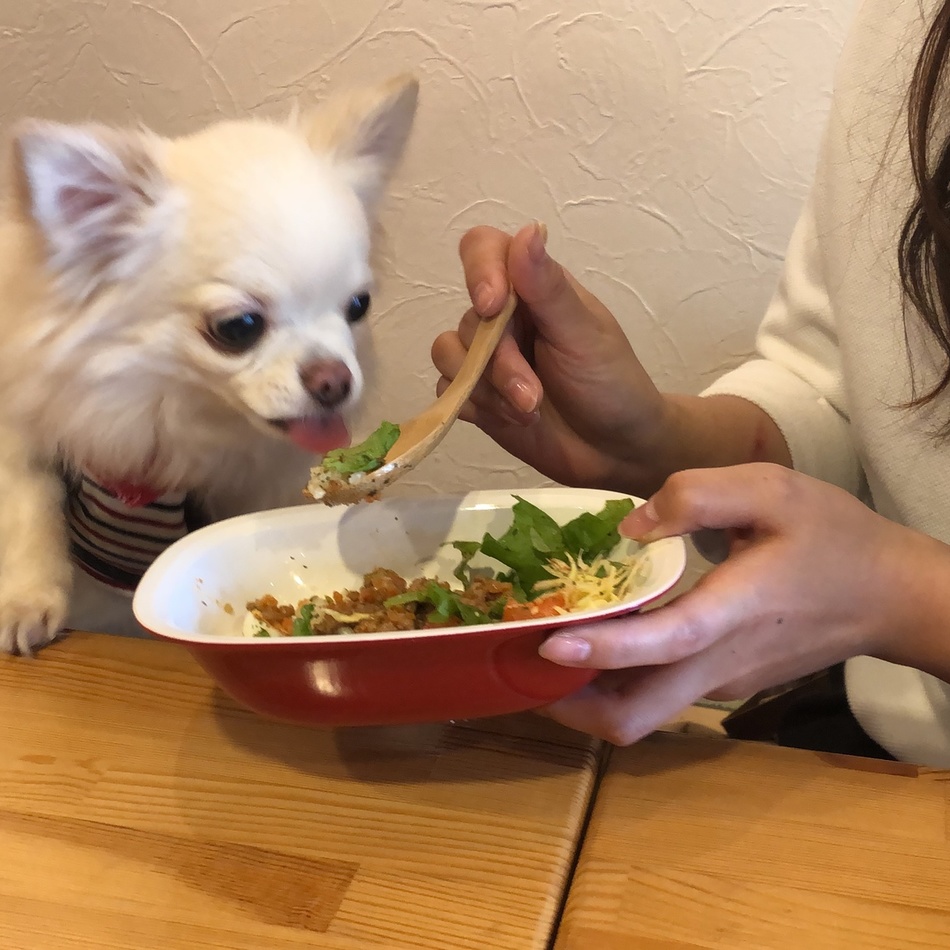 チロのカバー写真