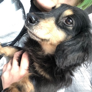 ベビーフェイスなおっとりダックスくん！