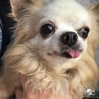 舌がペロッと、チワワのおじいさん。