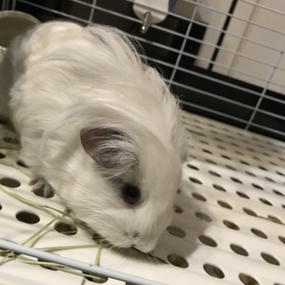 里親急募‼︎6ヶ月女の子のモルモットです‼︎