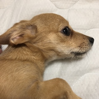 チワッセル里親様募集！