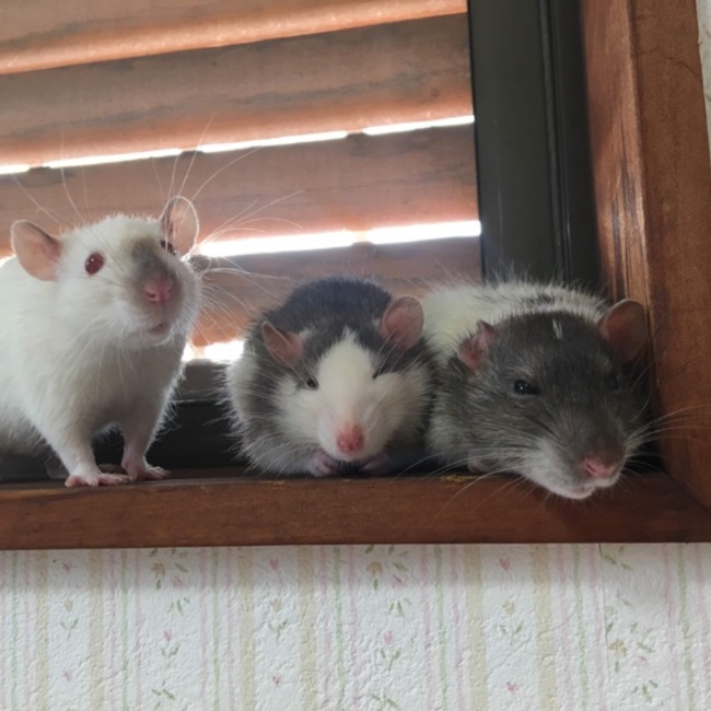 natchのカバー写真