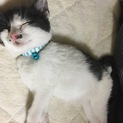 元気な子猫☆人懐っこいです！